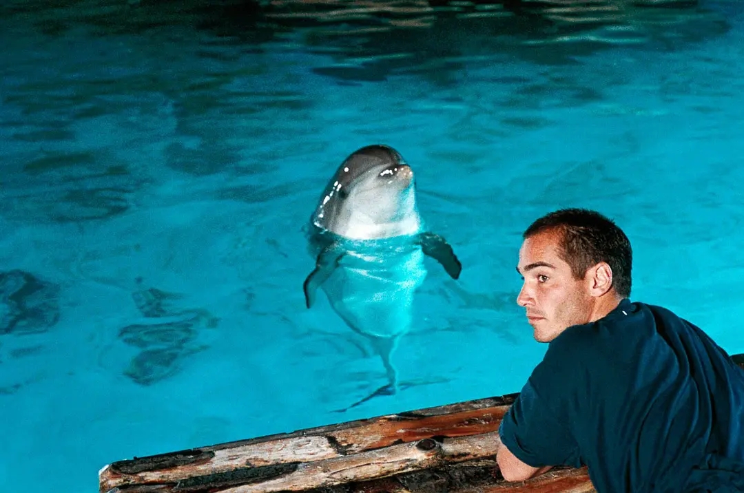 让·雷诺电影《碧海蓝天》中的海豚 并不像人类想象中那样可爱和安分