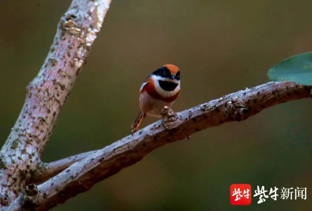 世界上最小的鸟是什么鸟(中国最小的鸟冲上热搜！网友看完愣了：它竟叫…)