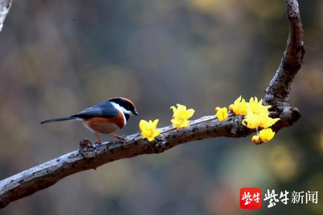 世界上最小的鸟是什么鸟(中国最小的鸟冲上热搜！网友看完愣了：它竟叫…)