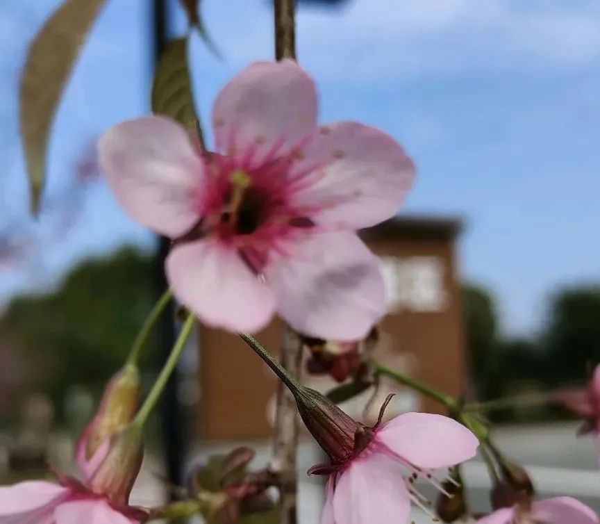 当你站在樱花树下，就明白了。