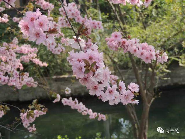 美景好诗 | 蝶恋花 人生行旅新开始