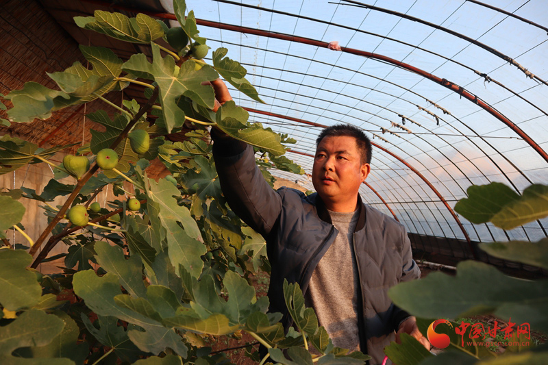 临泽：无花果开出“致富花”