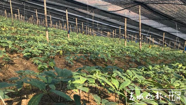 建设具有全球影响力的疫苗基地！“十四五”云南医药工业这样发展→