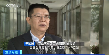 豬肉價格下降36%！農(nóng)業(yè)農(nóng)村部：2021年全國生豬生產(chǎn)恢復(fù)，價格回落