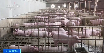 豬肉價格下降36%！農(nóng)業(yè)農(nóng)村部：2021年全國生豬生產(chǎn)恢復(fù)，價格回落