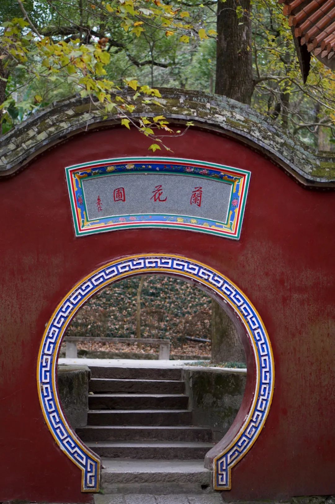 虎纠，我爱透了这散漫而慵懒的城