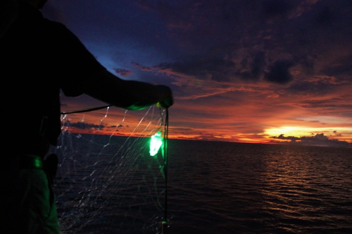 双赢：LED照明网能大幅减少海洋误捕并提高捕鱼效率
