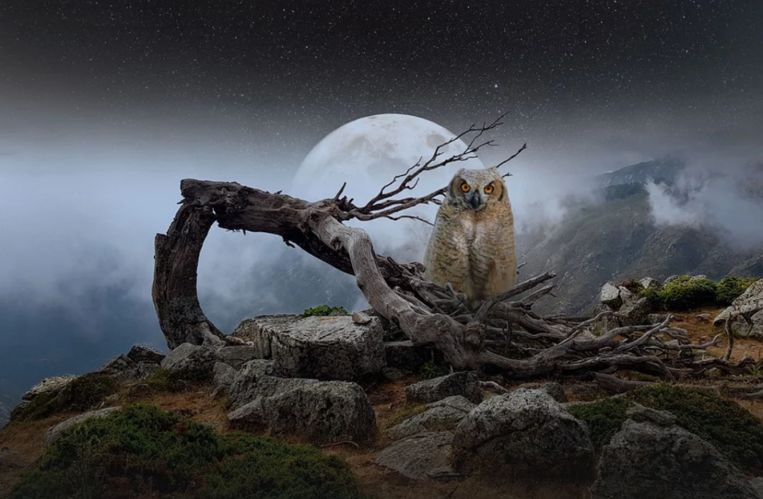 写作指南：66条写作经验