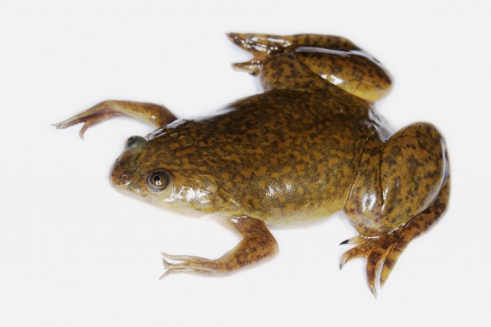 再生医学的一大突破：鸡尾酒药物让青蛙的腿能够重新生长出来