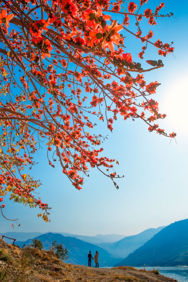 花是一座城城是一朵花 攀枝花：火红的祝福送给世界