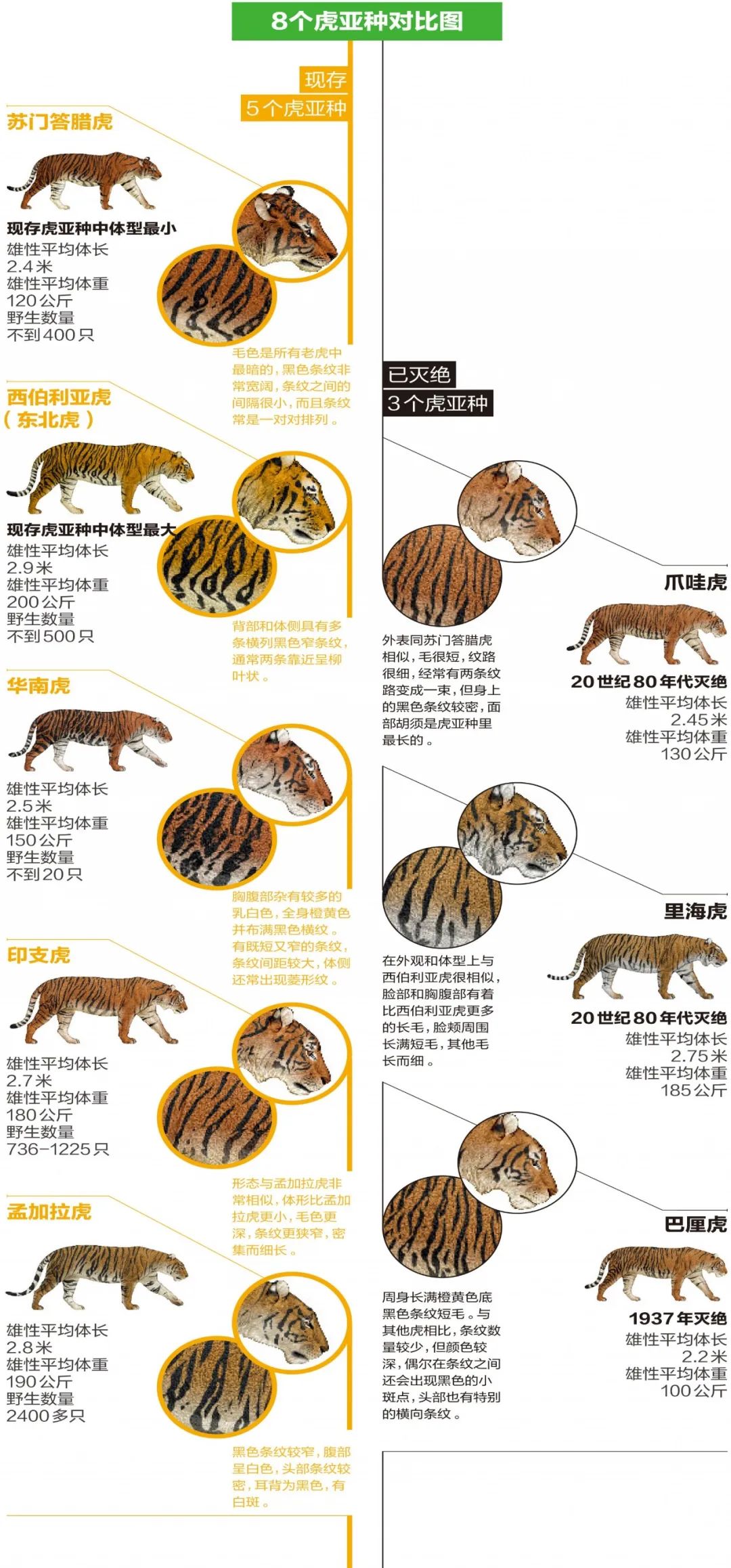 孟加拉虎,印支虎,东北虎和华南虎的国家中国是世界上唯一拥有4个虎