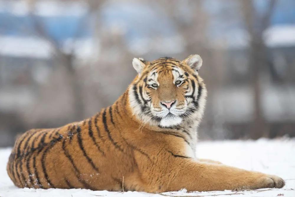 数量最多的老虎，最大的老虎……什么老虎？