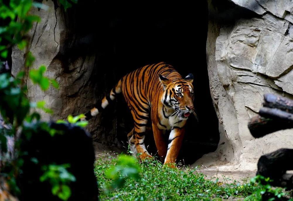 数量最多的老虎，最大的老虎……什么老虎？