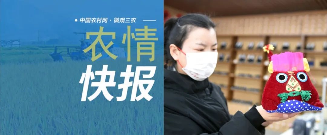農情快報〔2022.2.7〕2022年黑龍江大豆補貼每畝高于玉米200元左右