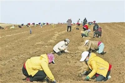 「中医药助力乡村振兴」内蒙古武川县：药材产业富农家