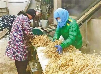 「中医药助力乡村振兴」内蒙古武川县：药材产业富农家