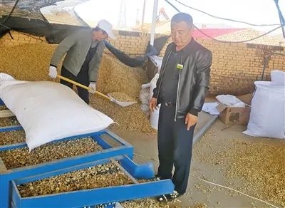 「中医药助力乡村振兴」内蒙古武川县：药材产业富农家