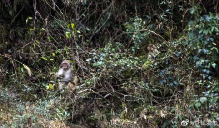 罕见！浙江发现国家二级保护野生动物猕猴群