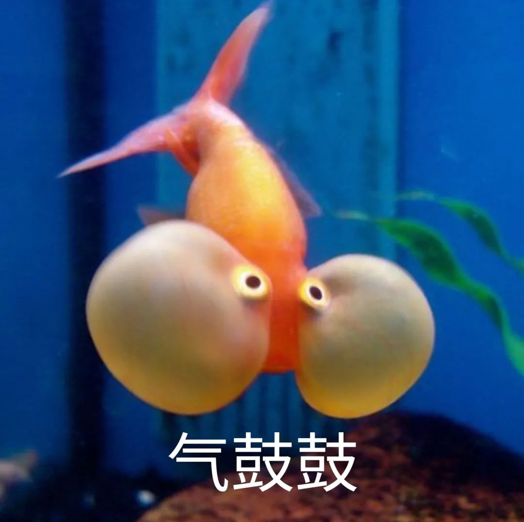 鱼只有七秒的记忆优美句子_晶羽科技