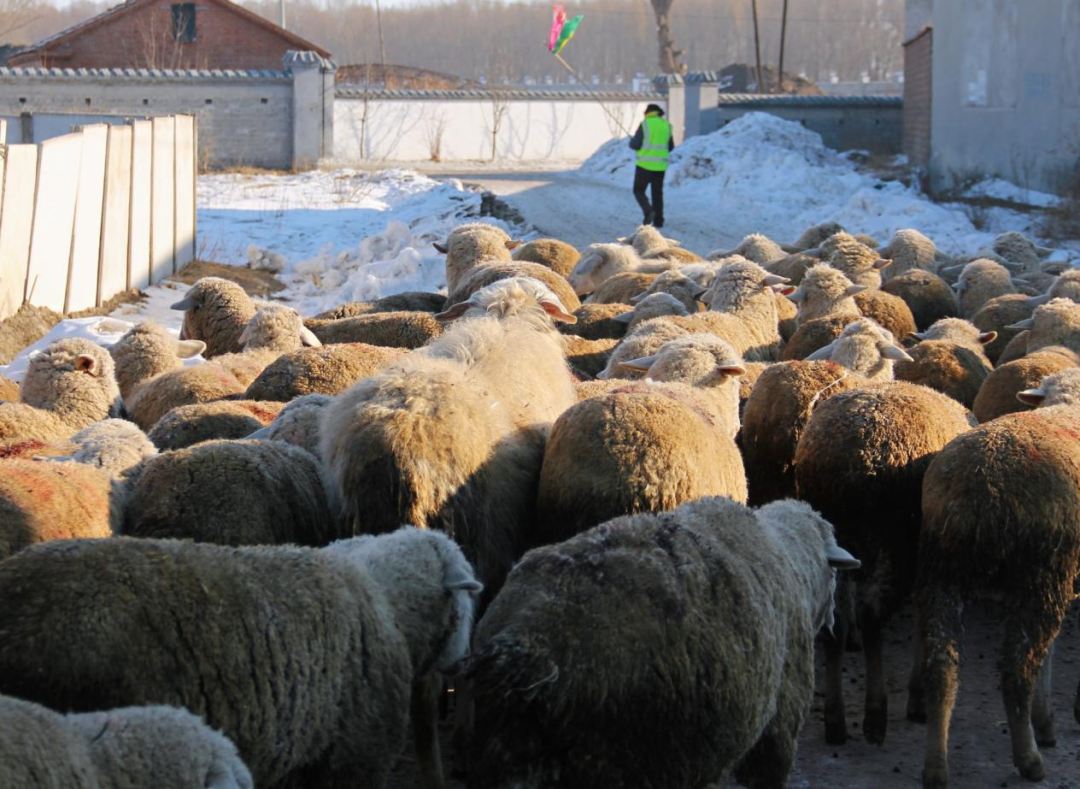 绵羊和羊的绵羊......