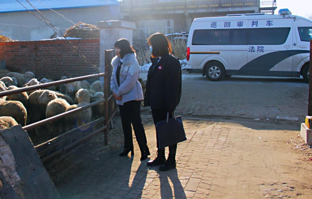 绵羊和羊的绵羊......