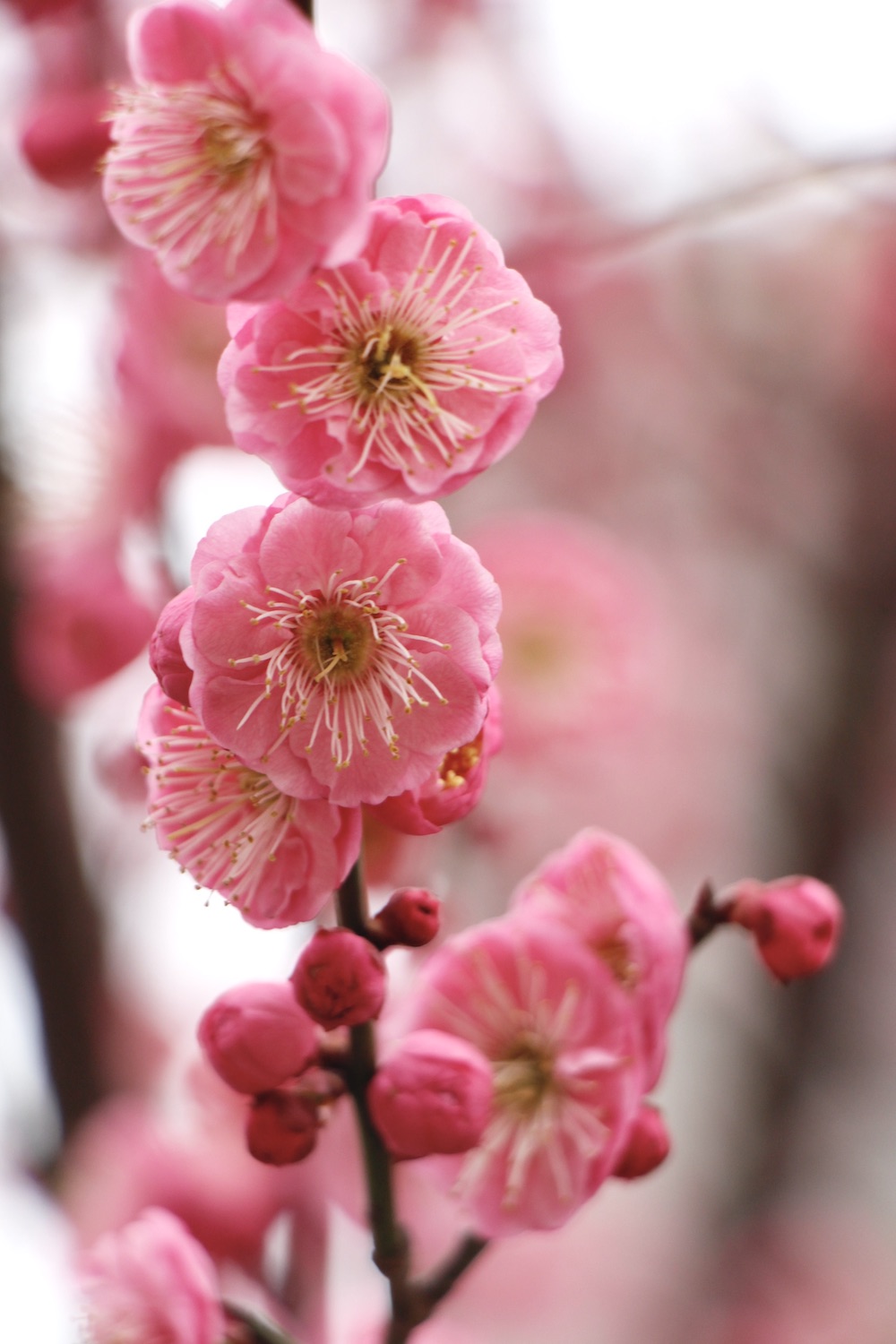 宫粉梅 澎湃新闻记者王昱 图社区门口的赏梅佳地住在莘庄的朋友,能