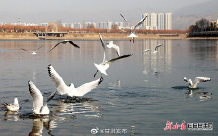 卢辰黄河曾经春季节日