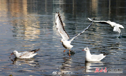 卢辰黄河曾经春季节日