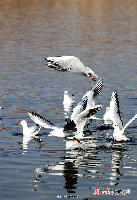 卢辰黄河曾经春季节日