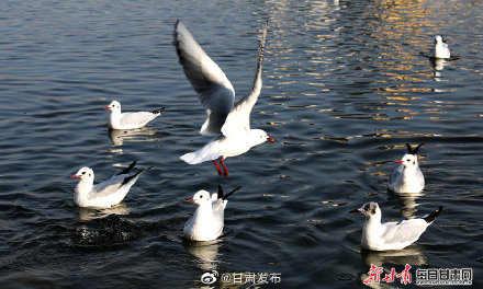 卢辰黄河曾经春季节日
