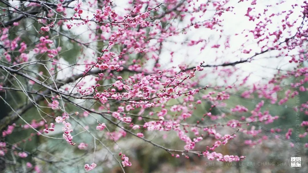 长沙3月密码：5个打卡地，承包你一整个春天的浪漫