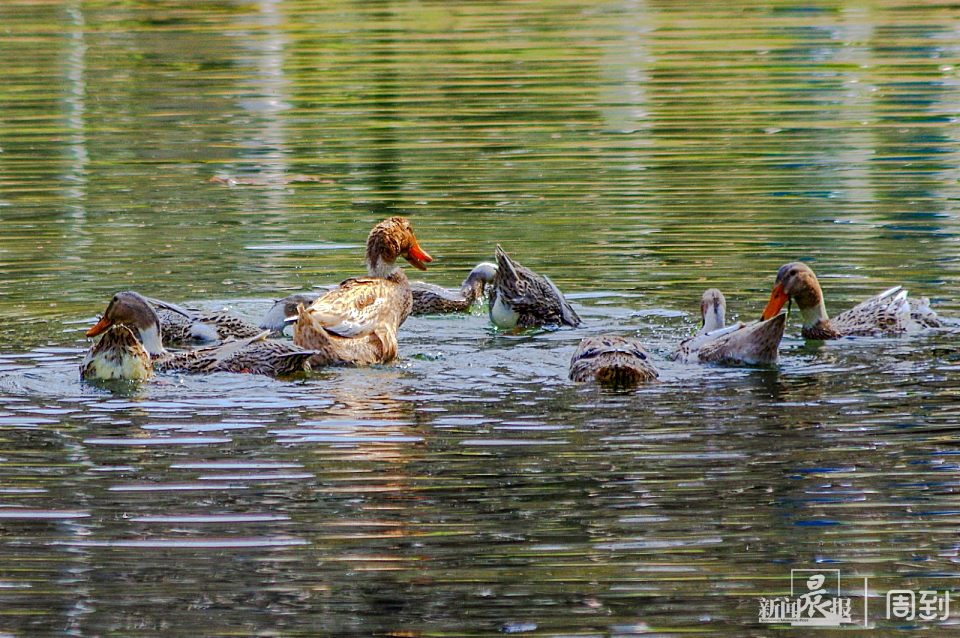 微风正熏水渐暖,群鸭戏水知春来 | 晨镜头