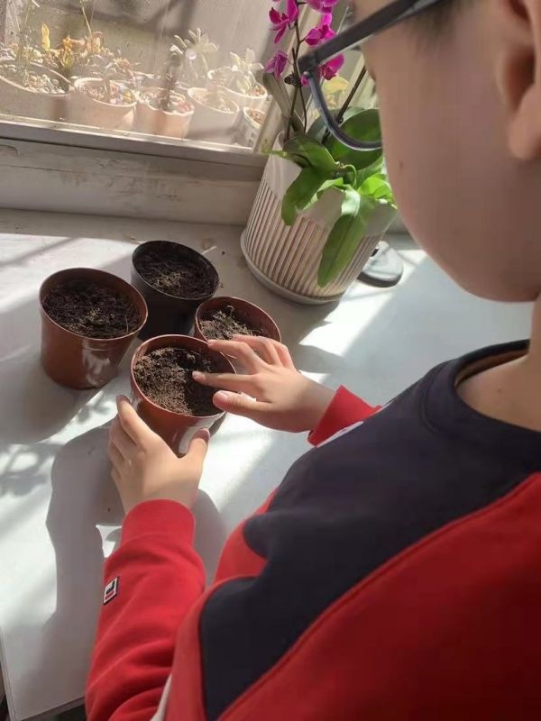 送给妈妈的花的花语（送妈妈花祝福语）