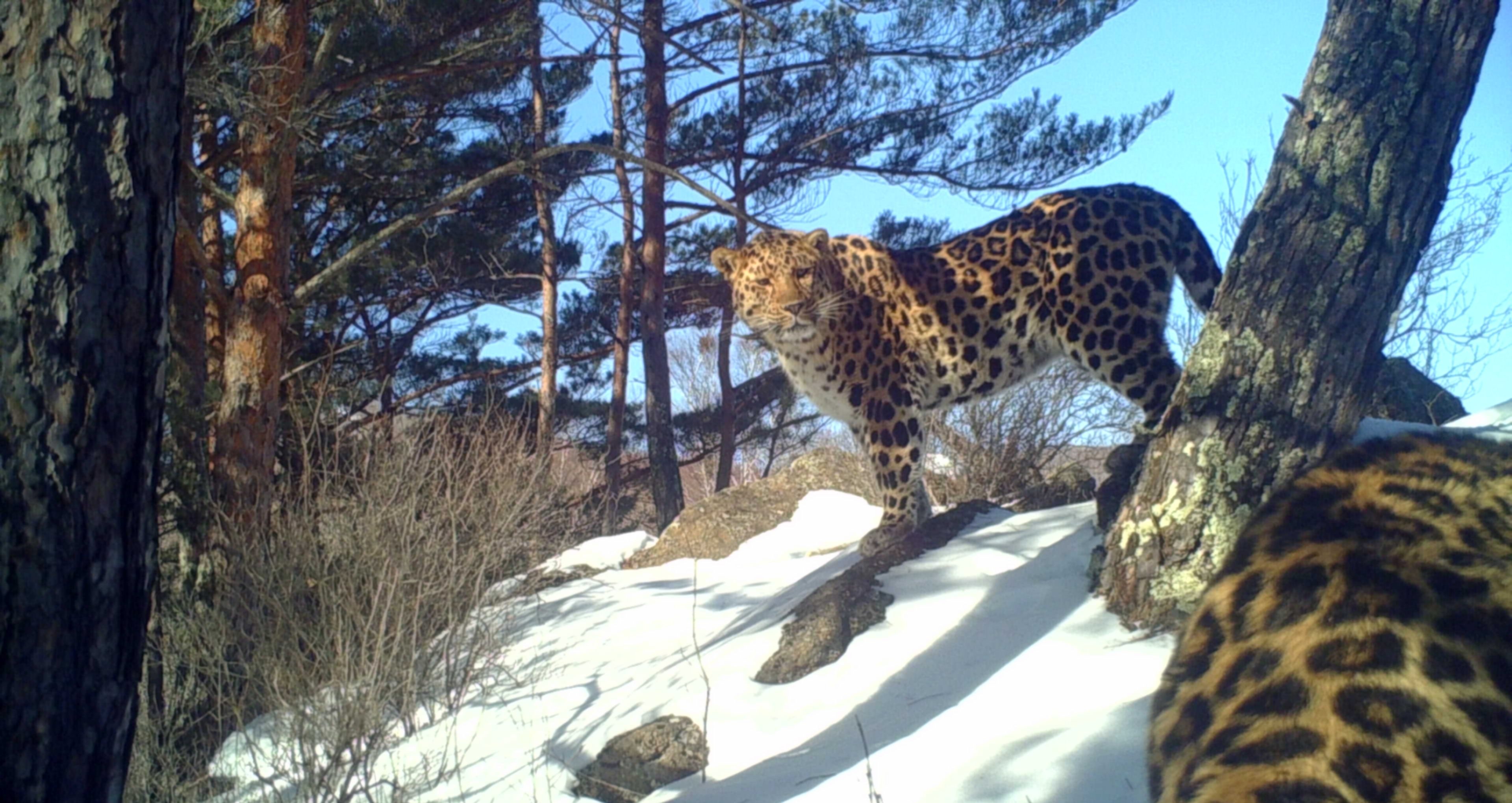 东北虎豹国家公园管理局发布数据,东北虎豹国家公园