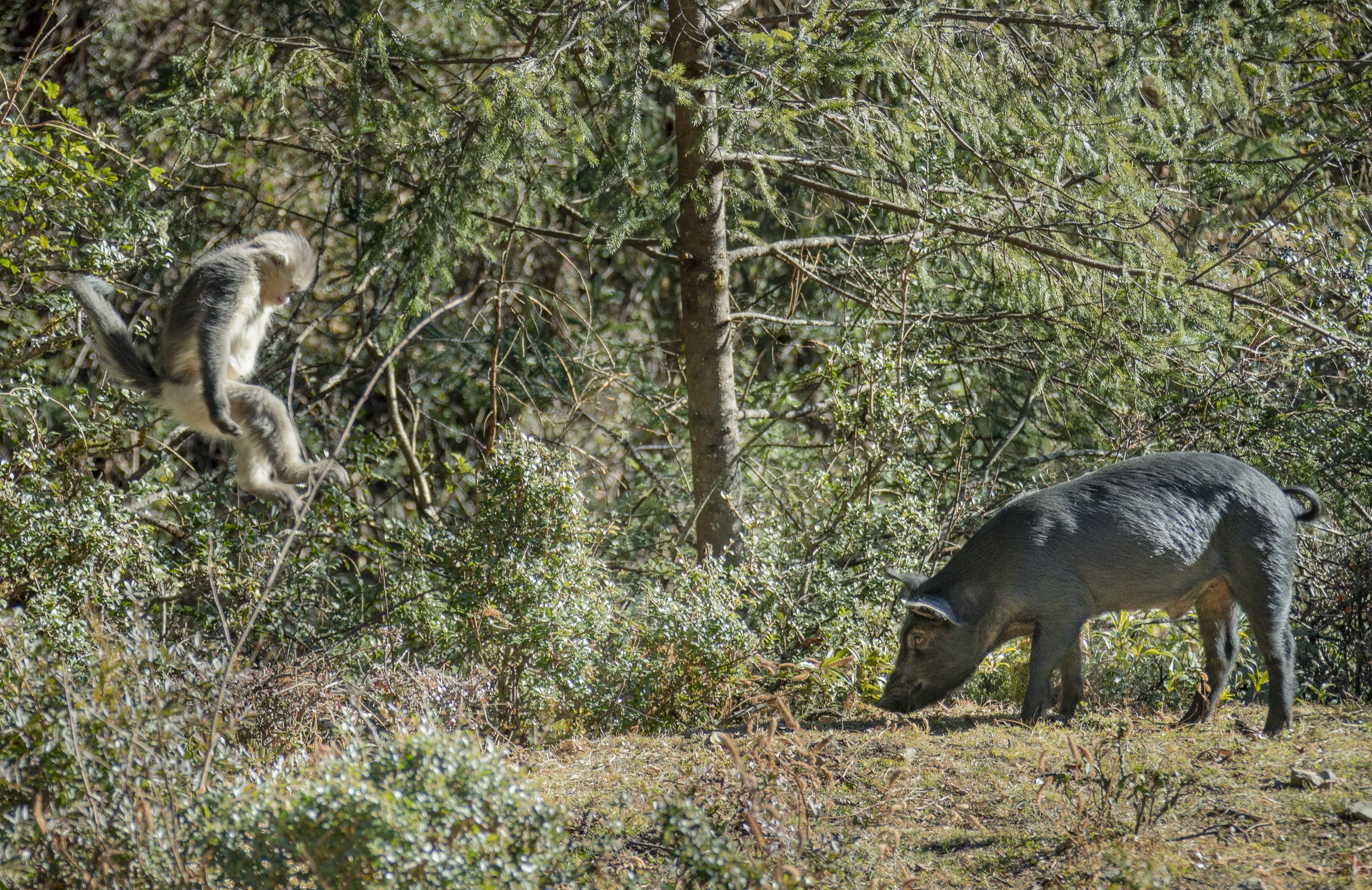 喂食野生金丝猴成流量密码？别让你的“爱”害了它们