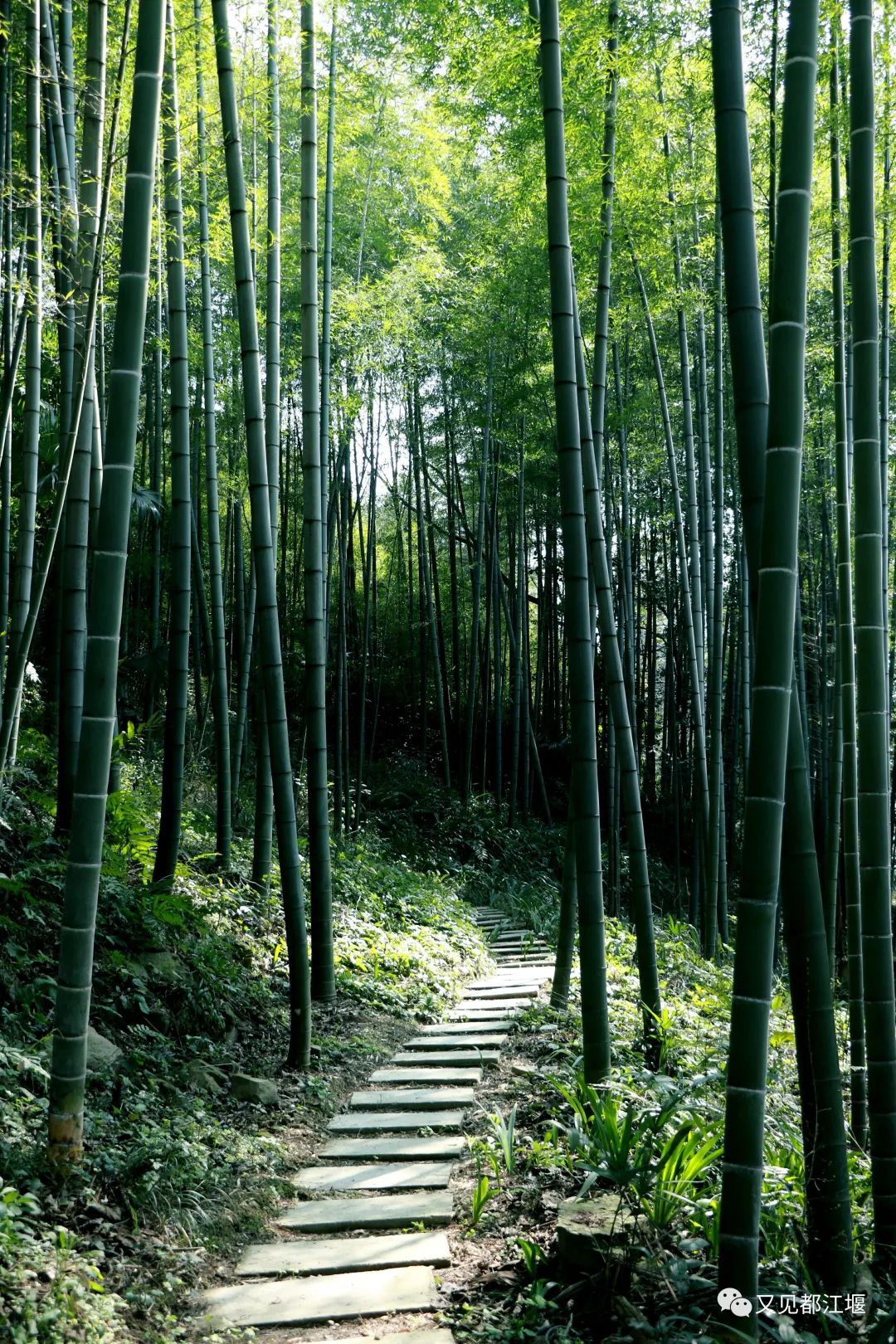 森竹海、阳光下午茶・・住在都江堰这样的新锐民宿，可以轻松享受山林的斯洛伐克