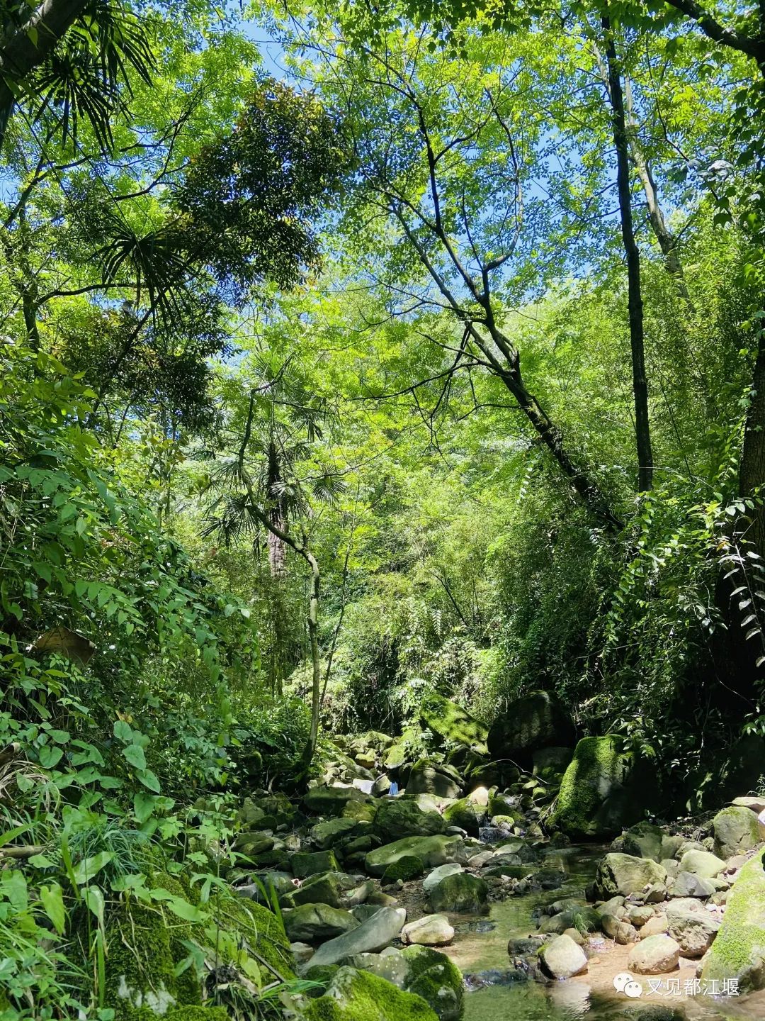 森竹海、阳光下午茶・・住在都江堰这样的新锐民宿，可以轻松享受山林的斯洛伐克