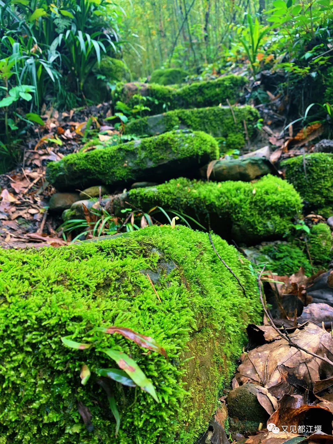 森竹海、阳光下午茶・・住在都江堰这样的新锐民宿，可以轻松享受山林的斯洛伐克