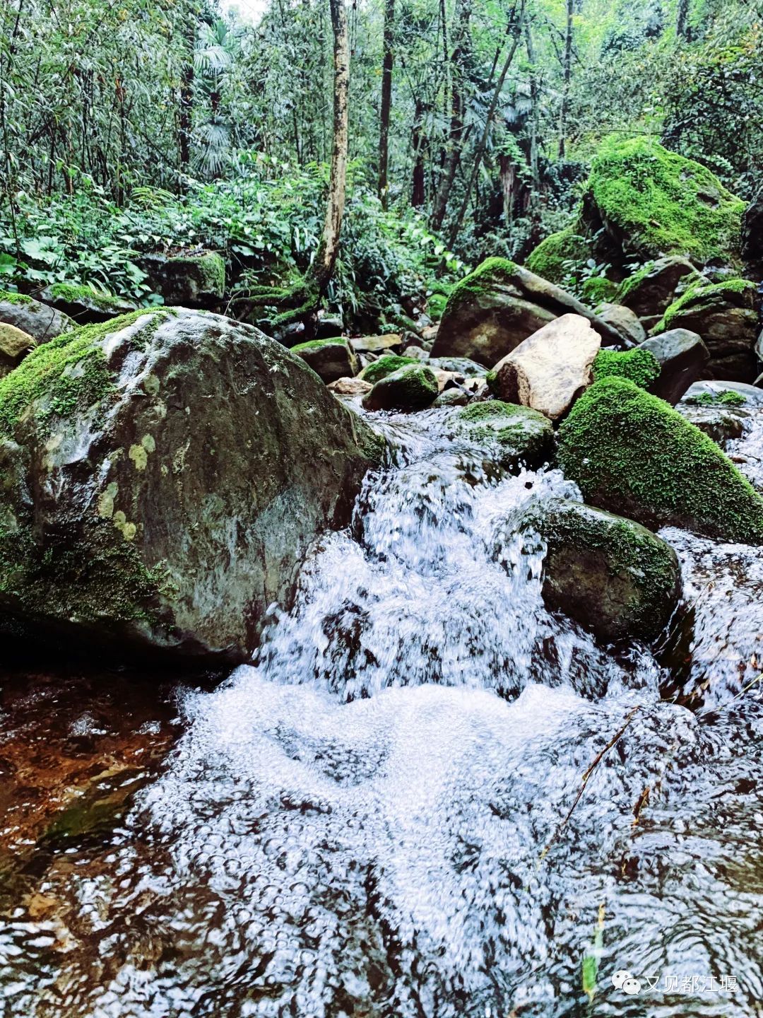 森竹海、阳光下午茶・・住在都江堰这样的新锐民宿，可以轻松享受山林的斯洛伐克