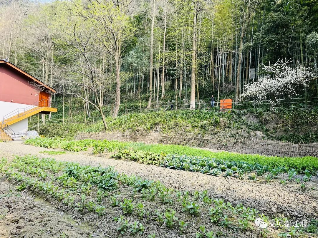 森竹海、阳光下午茶・・住在都江堰这样的新锐民宿，可以轻松享受山林的斯洛伐克