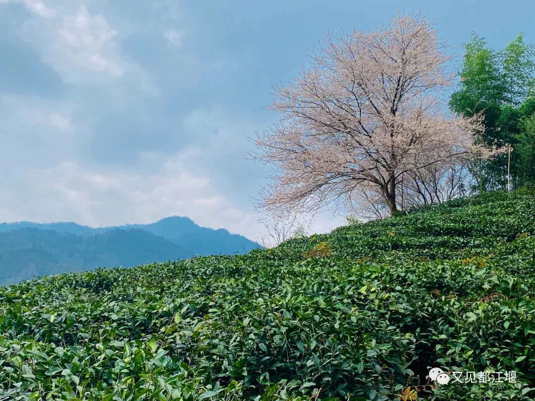 森竹海、阳光下午茶・・住在都江堰这样的新锐民宿，可以轻松享受山林的斯洛伐克