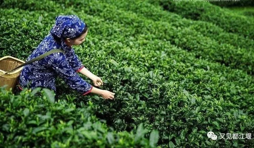 森竹海、阳光下午茶・・住在都江堰这样的新锐民宿，可以轻松享受山林的斯洛伐克