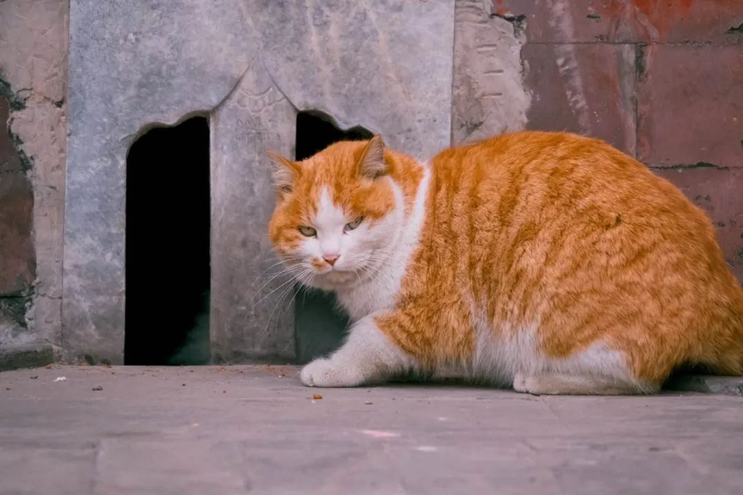宠物营销三大玩法：猫猫狗狗还能帮品牌赚钱？