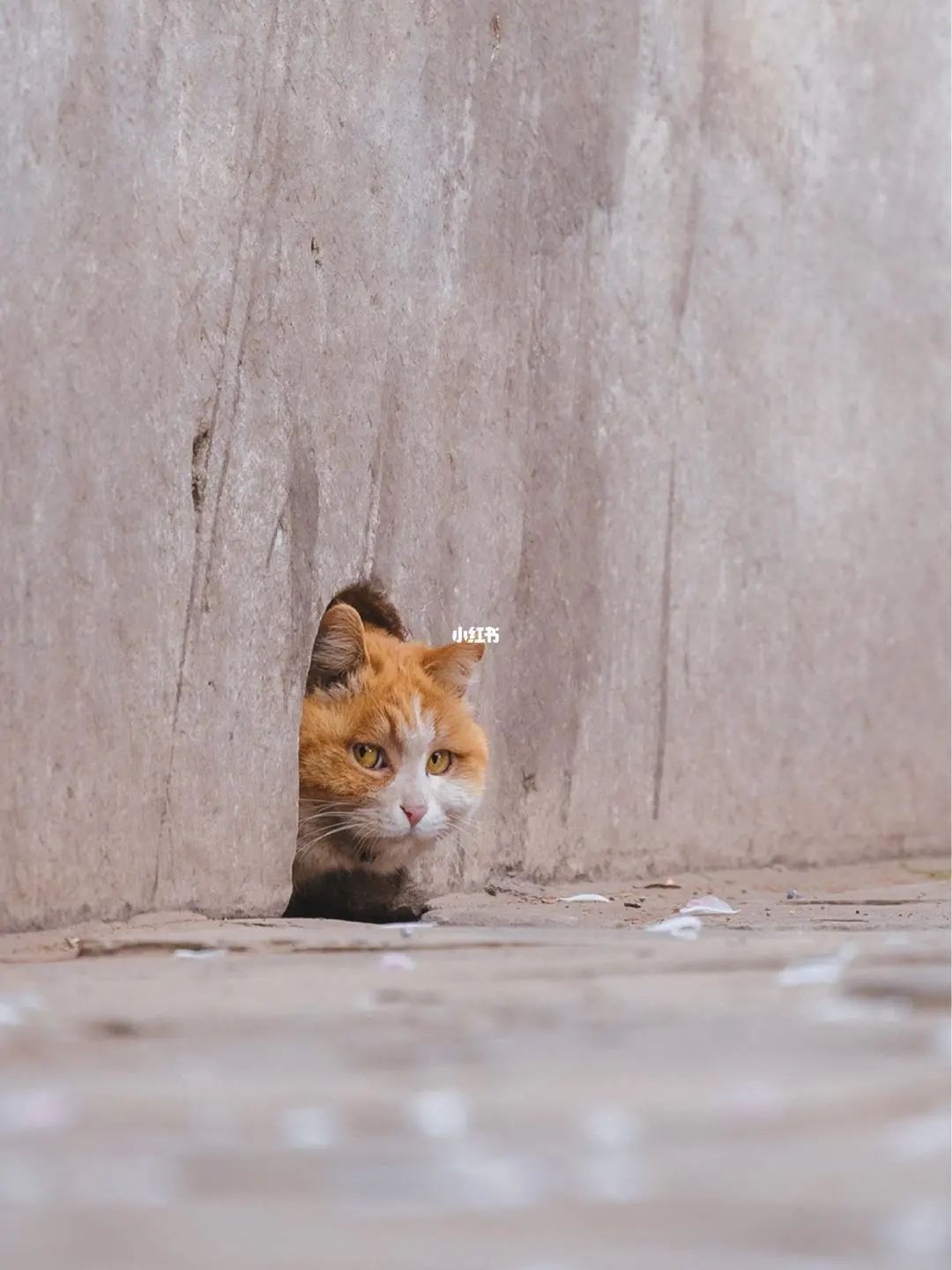 宠物营销三大玩法：猫猫狗狗还能帮品牌赚钱？