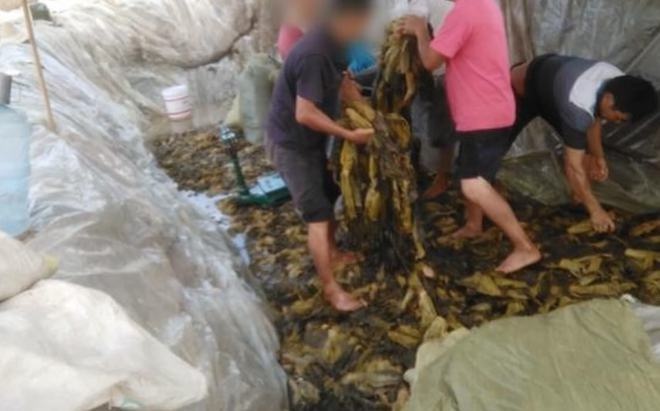 插旗菜业员工称行业遭灭顶之灾：酸菜出厂前会清洗十几次，这次曝光把我们害惨了