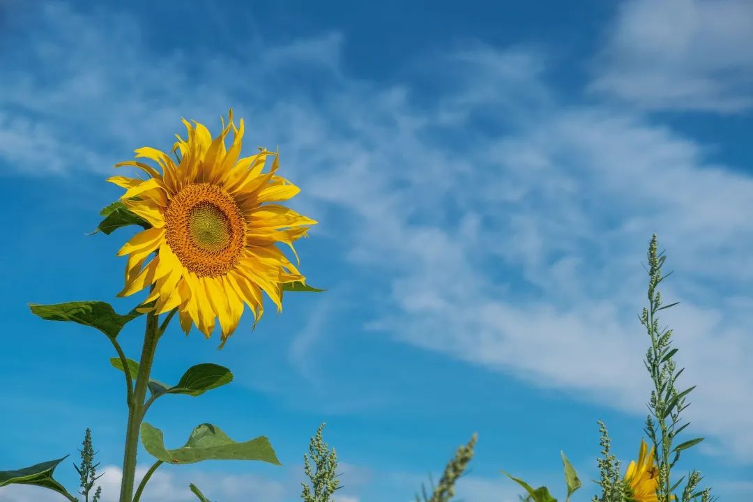 夜读｜每一个小目标，都能通往大梦想