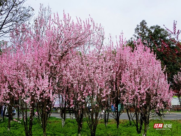 常德职院桃花林落英缤纷，宛如人间仙境