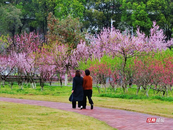 常德职院桃花林落英缤纷，宛如人间仙境