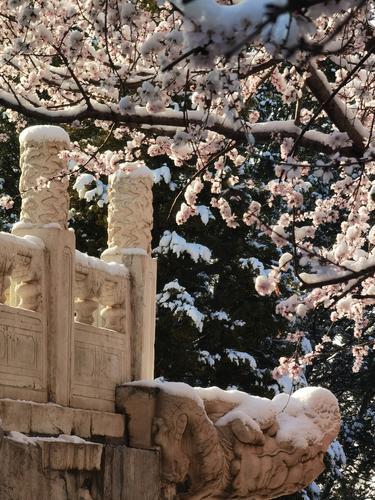 多图｜春雪过后的北京景色有多美？一起来看