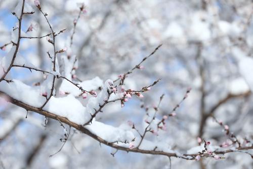 多图｜春雪过后的北京景色有多美？一起来看